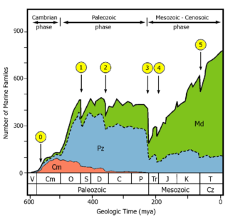 Sepkoski curve