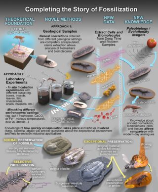 The molecular record in extraordinarily preserved concretions - PhD ...